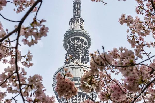 高清摄影 东京晴空塔与樱花