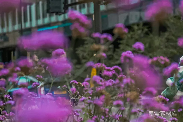 高清摄影 城市中的紫色花海