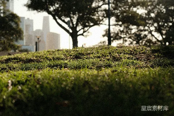 高清摄影 城市绿洲中的自然与城市