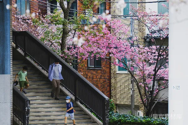 高清摄影 樱花盛开中的城市阶梯