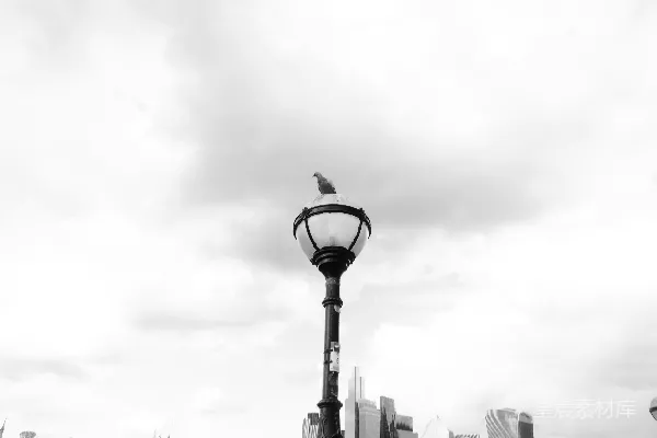 高清摄影 孤灯上的鸟