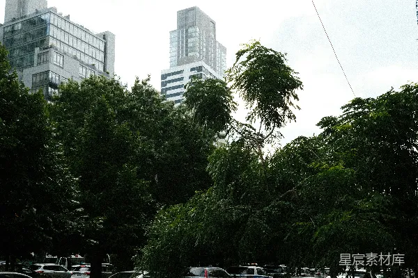 高清摄影 城市中的绿荫