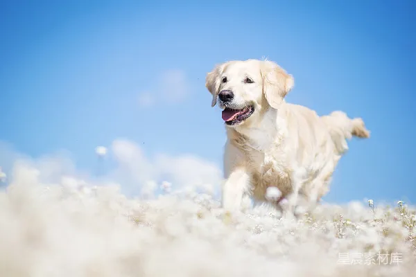 元素素材 阳光下的金毛寻回犬