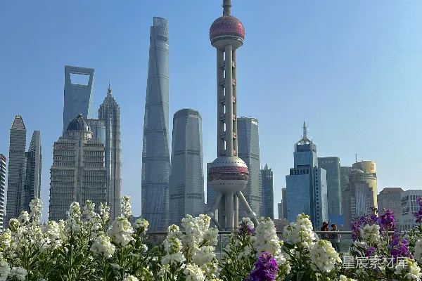 高清摄影 上海陆家嘴天际线与鲜花
