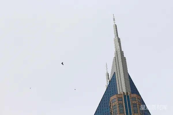 高清摄影 现代建筑与空中飞鸟