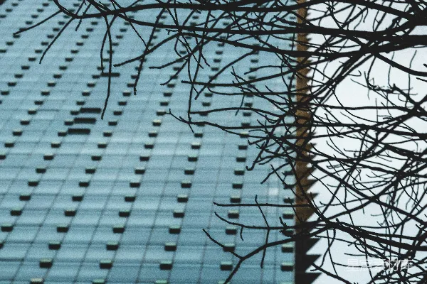 高清摄影 树枝与建筑的交错