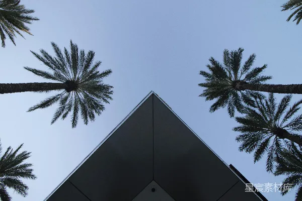 高清摄影 棕榈树下的现代建筑