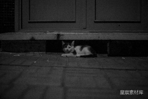 高清摄影 街头角落的猫