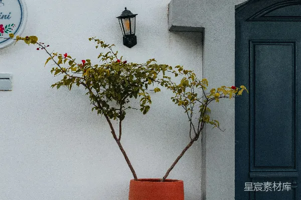 高清摄影 白色墙面与红陶花盆的宁静角落
