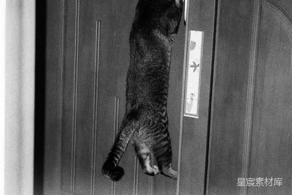 高清摄影 猫敲门