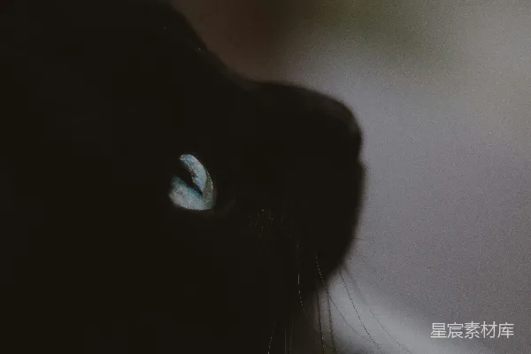 高清摄影 神秘的黑猫