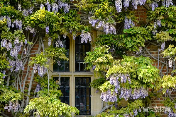 高清摄影 藤蔓盛开的花园小屋