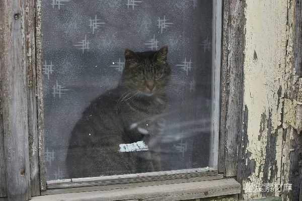 高清摄影 窗外的猫咪