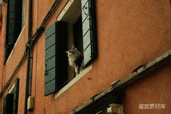高清摄影 窗外的猫