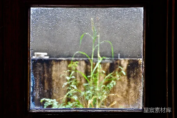高清摄影 雨中的窗台植物