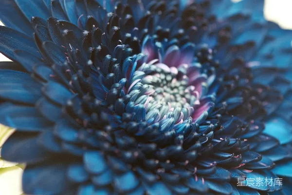 高清摄影 蓝色渐变的菊花特写