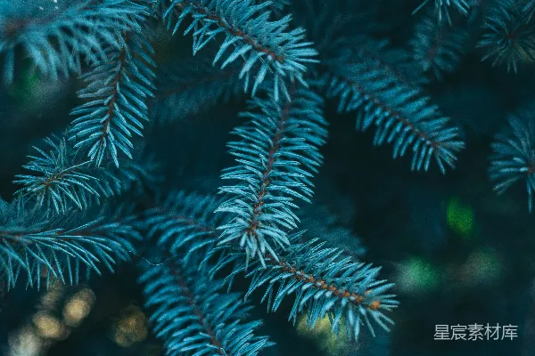 高清摄影 蓝色松枝的自然之美