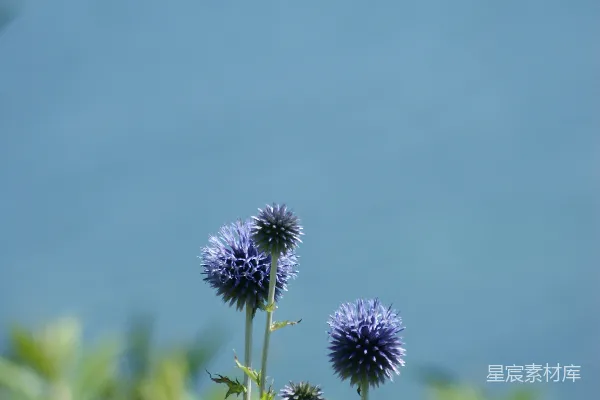 高清摄影 蓝色球状花朵与蓝天