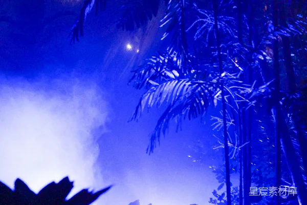 高清摄影 夜色中的热带雨林