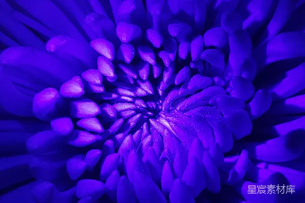 高清摄影 深邃的紫色花朵