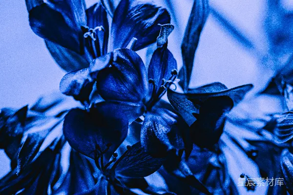 高清摄影 蓝调花卉特写