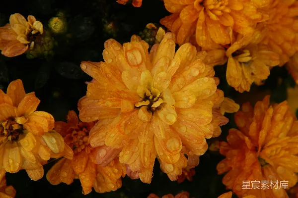 高清摄影 雨后金黄菊花