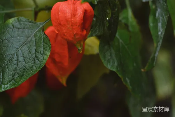 高清摄影 雨后橙色灯笼果