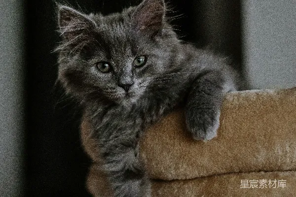 高清摄影 小猫攀爬