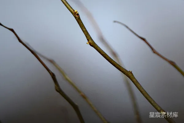 高清摄影 树枝的静谧之美
