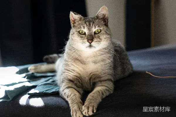 高清摄影 慵懒的午后：猫咪与阳光