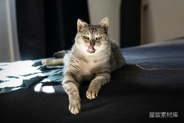 高清摄影 猫咪伸舌头瞬间