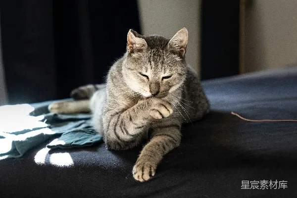 高清摄影 阳光下的猫咪