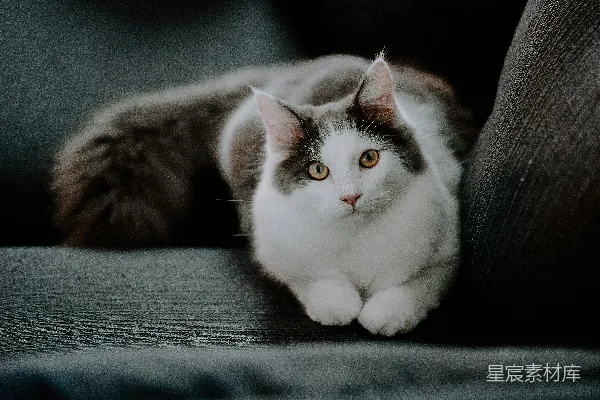 高清摄影 萌猫趴在沙发上