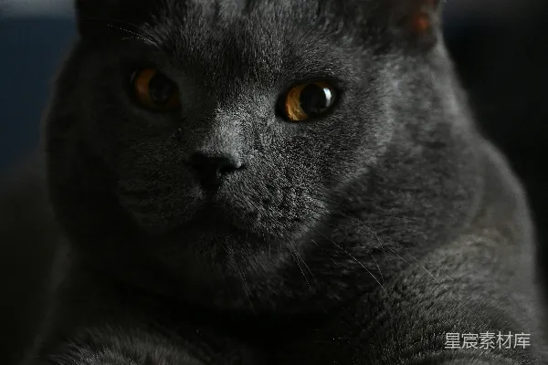 高清摄影 神秘的灰色猫咪
