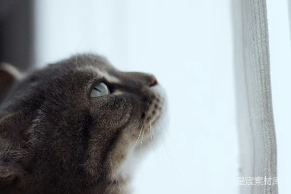 高清摄影 凝视窗外的灰色猫咪