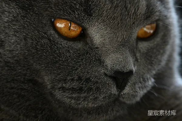 高清摄影 神秘的灰猫：金色的眼睛