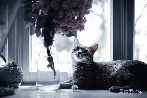 高清摄影 窗台上的猫咪与花束
