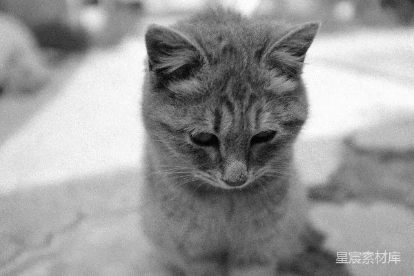 高清摄影 黑白的猫