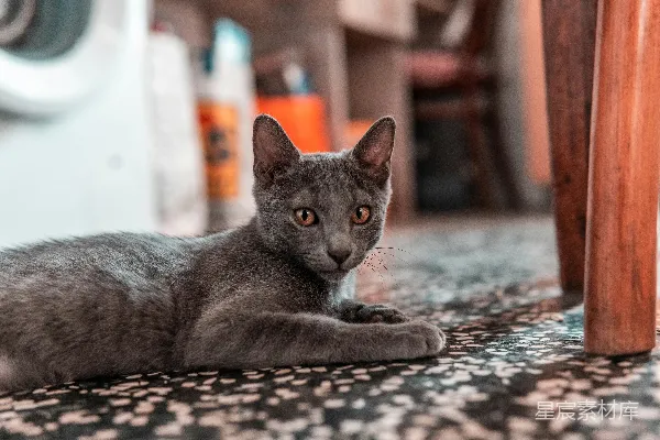 高清摄影 灰色猫咪的宁静时刻