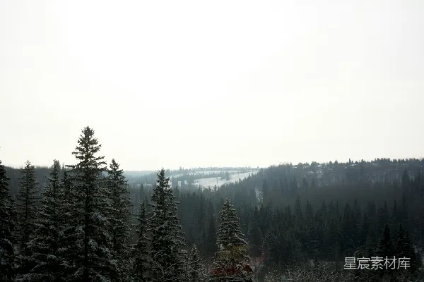 高清摄影 冬日雪景中的松林