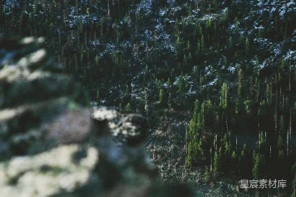 高清摄影 森林中的秘密窥视