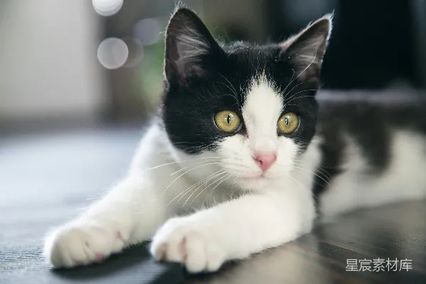 高清摄影 黑白色的猫咪躺在地板上