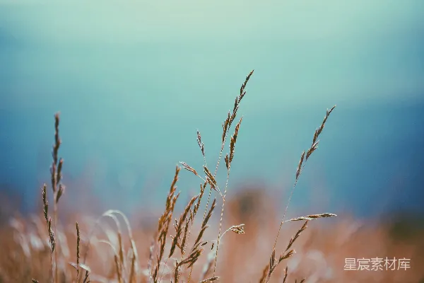 高清摄影 晨曦中的草穗