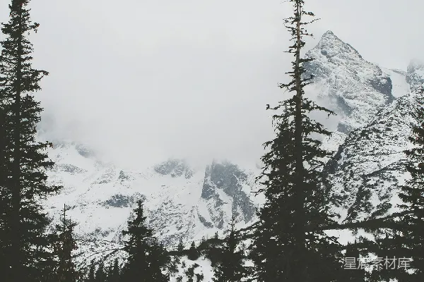 高清摄影 雪中松林