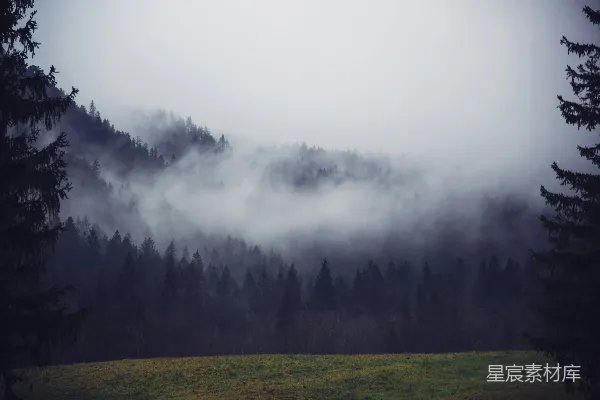 高清摄影 雾中的森林