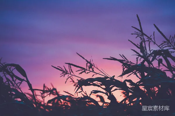 高清摄影 夕阳下的玉米田