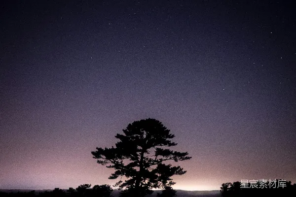 高清摄影 夜空下的松树