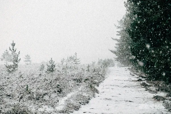 高清摄影 雪中的森林小径