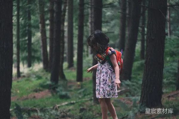 高清摄影 森林中的背影