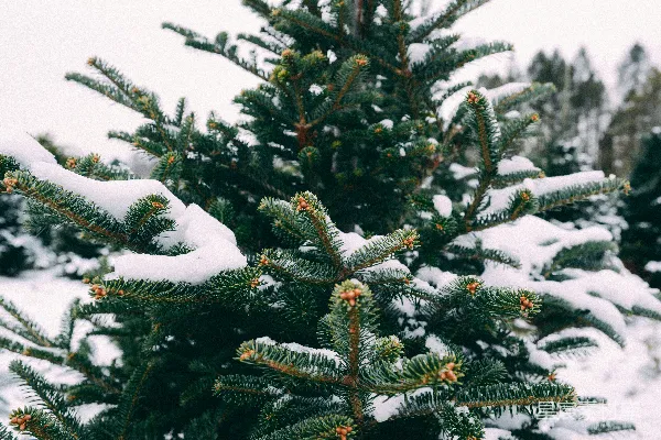 高清摄影 冬日松枝雪景
